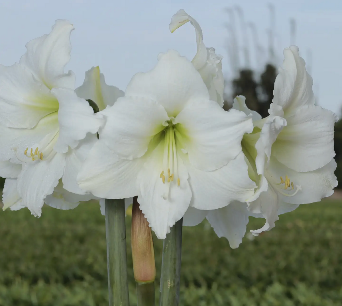 White Flower Amaryllis White Base Bulbs